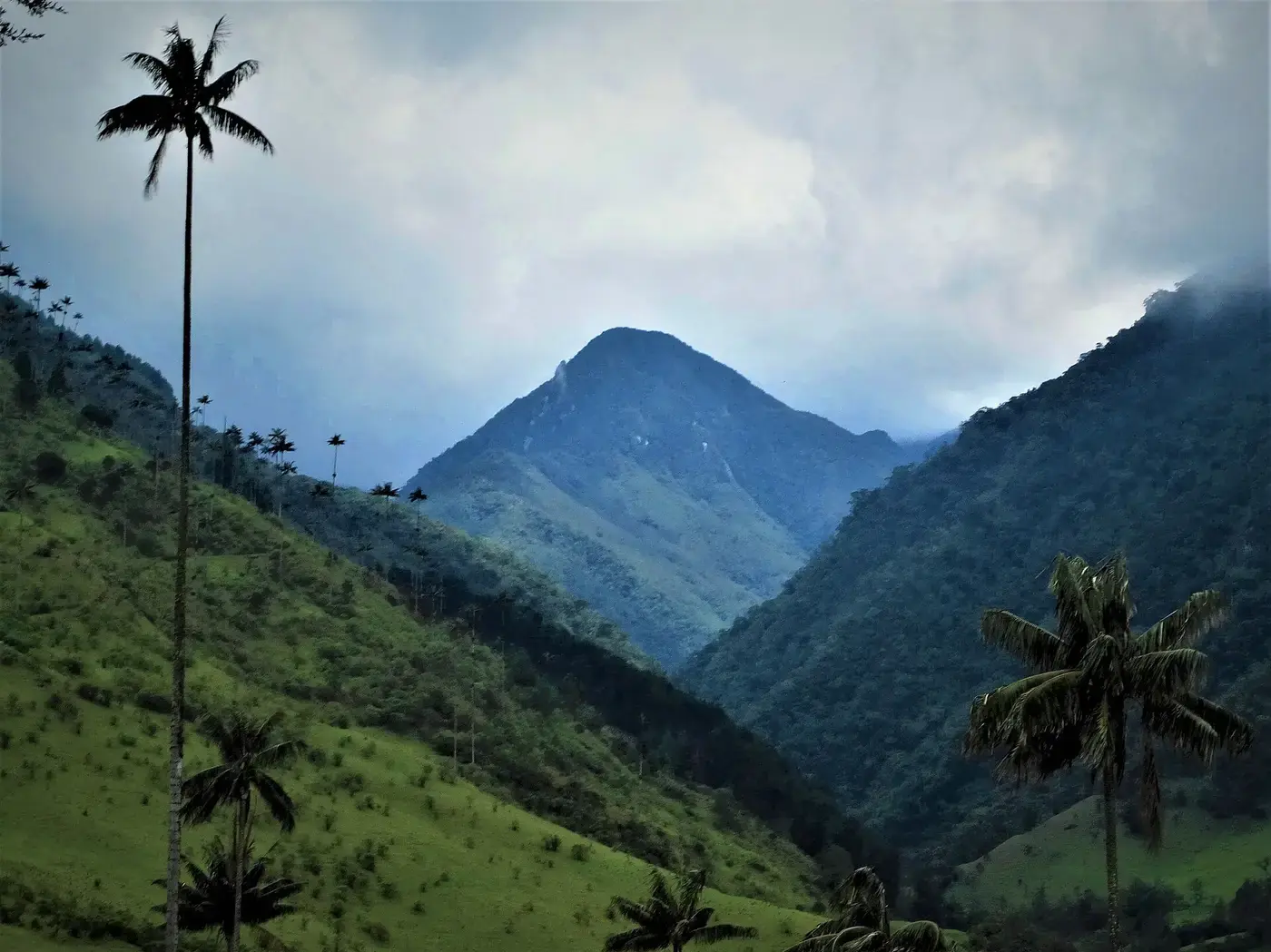 Valle del Cócora y sus palmas de cera