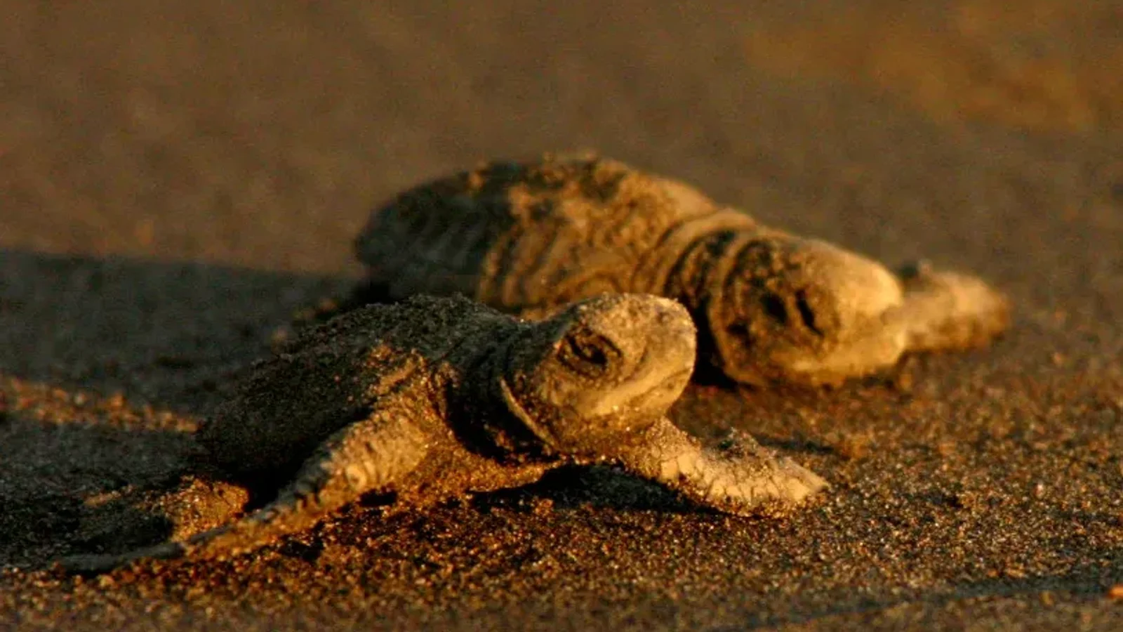 Tortugas recién nacidas camino al mar en Nuquí