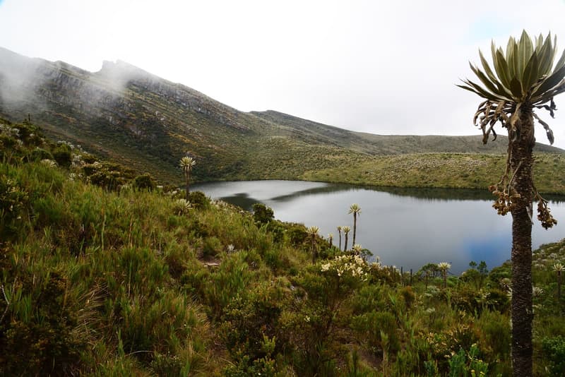 Parque Nacional Natural Chingaza: el páramo que le da agua a Bogotá