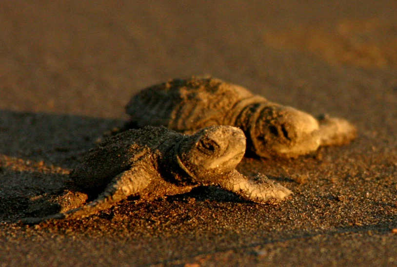 Dos tortuguitas en la arena de la playa